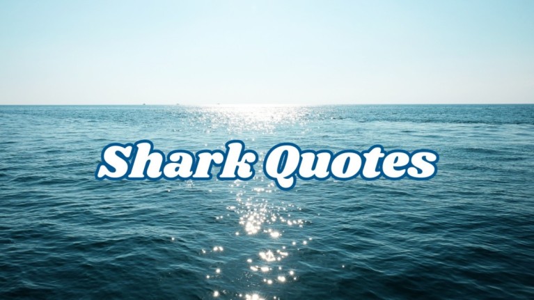 shark quotes