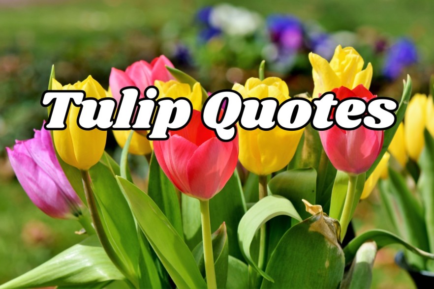 tulips